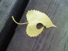 fallen valentine leaf