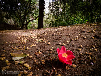 Flor solitaria