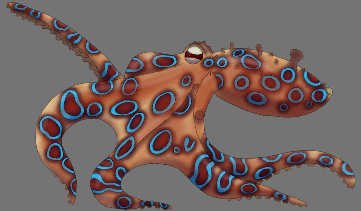 Blue Ringed Octopus Animation Blue Ringed Octopus by amberelyse on DeviantArt