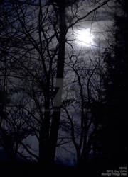 Moonlight Through Trees