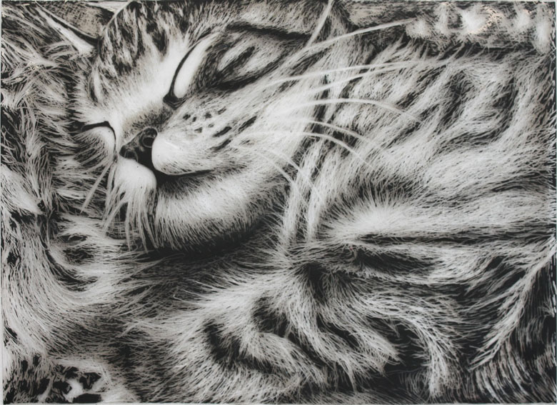 Scratch Art of Sleeping Cat