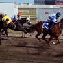 Quarter Horse Racing
