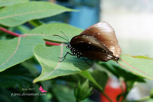 Butterfly 1