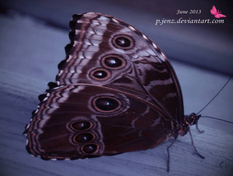 Butterfly 2