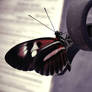 Butterfly 4