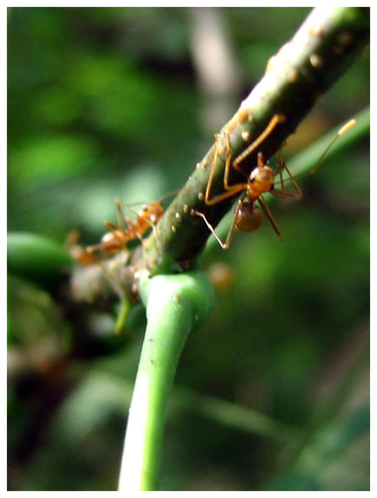 Ant Rish Ants: Risk by goofydelinquent on DeviantArt