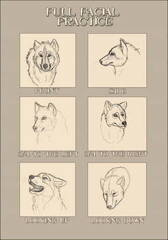 Wolf Face Anatomy Meme