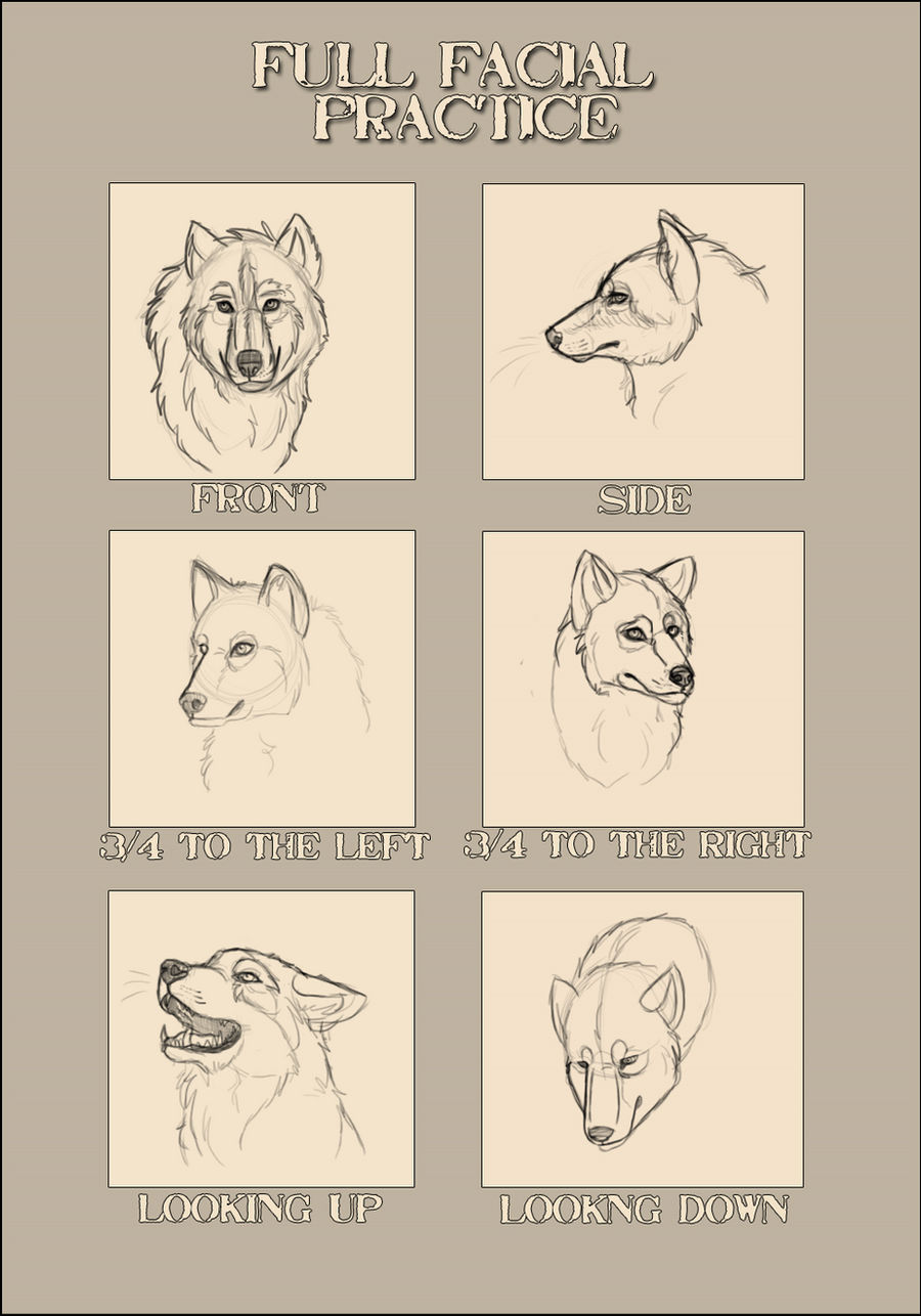 pic Wolf Anatomy Face wolf face anatomy meme by verenthelion