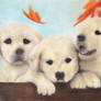 Fall Goldie Puppies