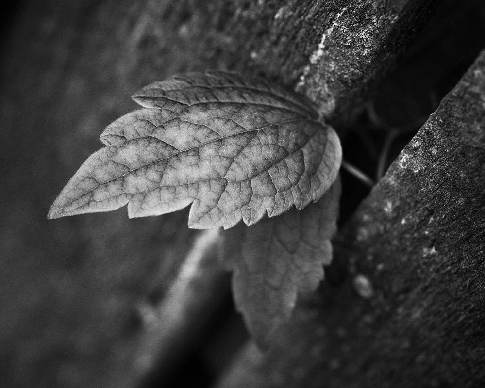 Leaves XIX by MatsHolmberg Leaves XIX by MatsHolmberg