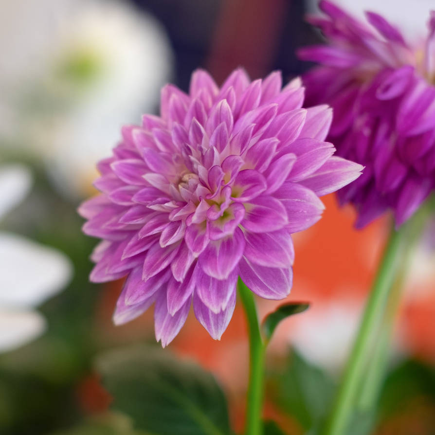 Aster by MatsHolmberg on DeviantArt