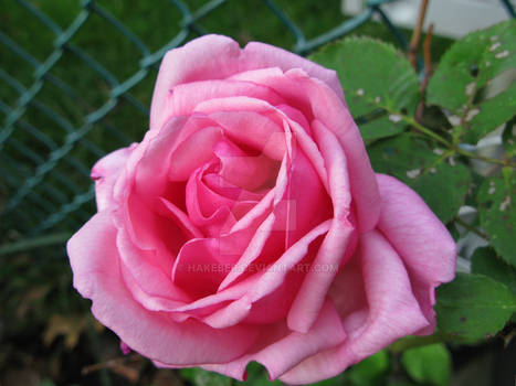 Another pink rose