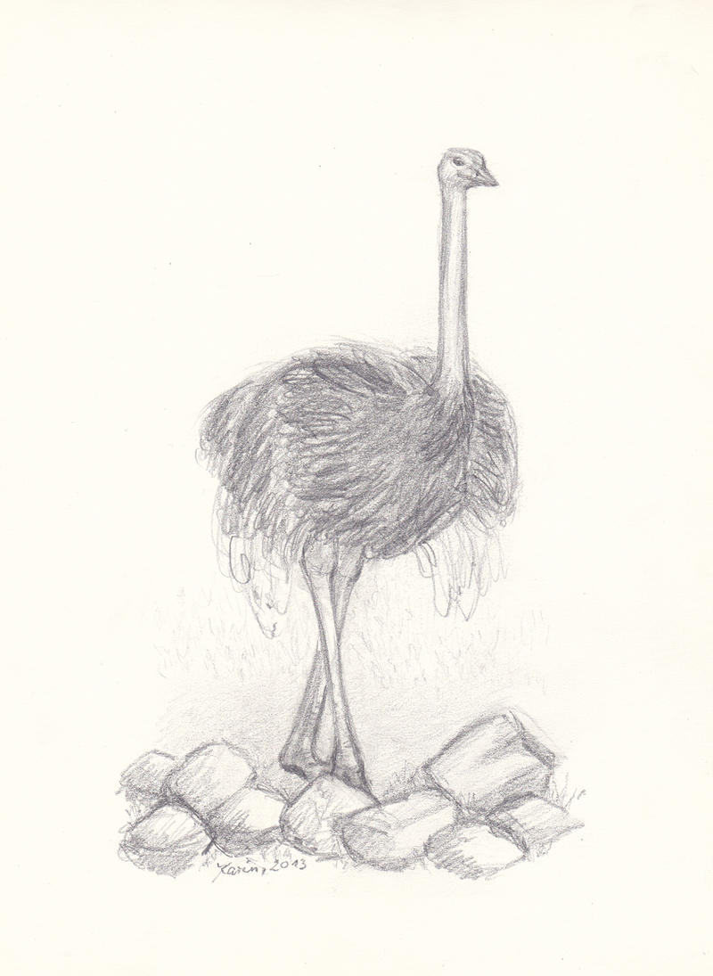 Ostrich