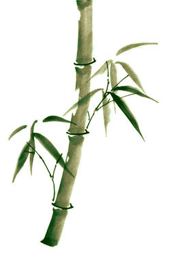 Single Stem Bamboo by tepest on DeviantArt