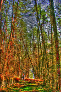 HDR Forest