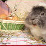 Smiling Guinea Pig