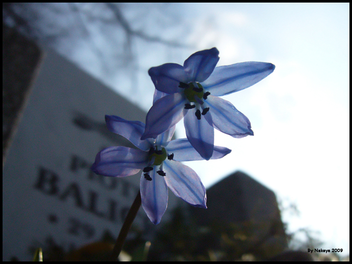 Grave flowers