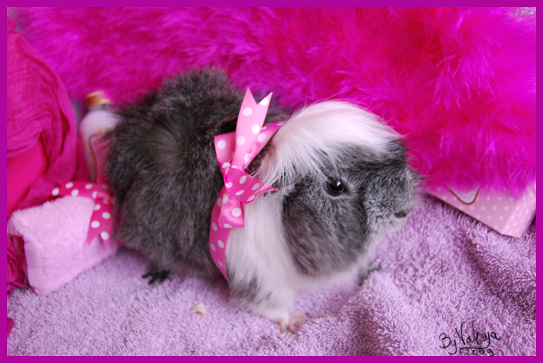 Guinea pink