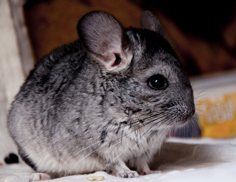 chinchilla baby II