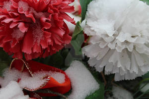 Flowers and Snow