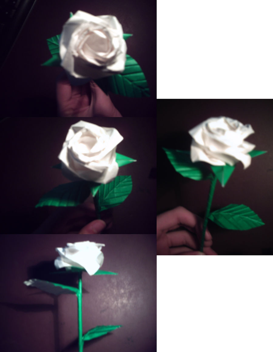 White Angled Rose