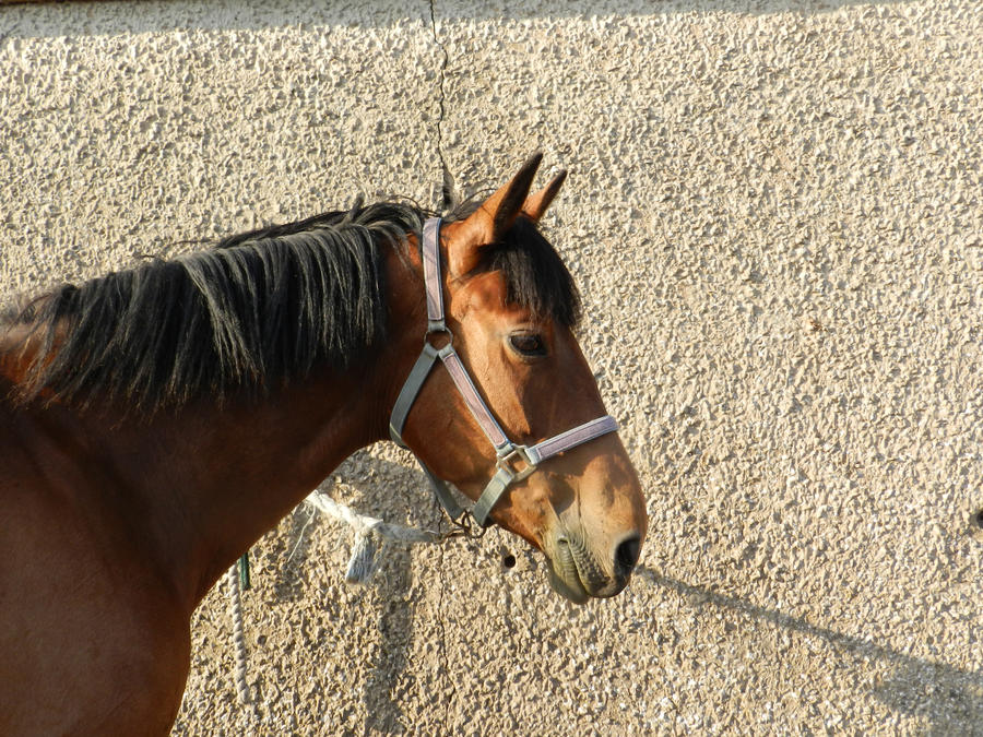 Ruby head shot by LadyNeigh on DeviantArt