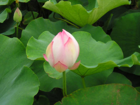 lilly pads