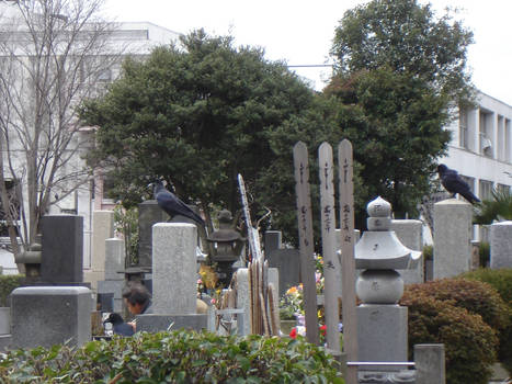 japanese graveyard ravens