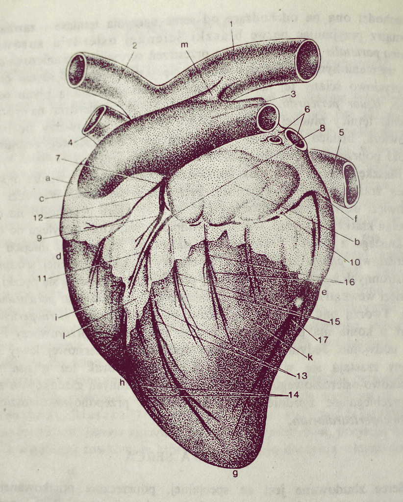 Heart