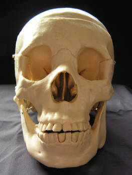 Skull 1