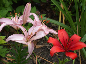 Lillies in the garden