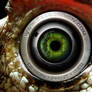 Eye of the gator
