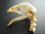 Skull domestic chicken by RiverRaven