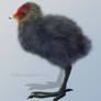 Eurasian coot young