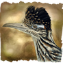 Greater Roadrunner