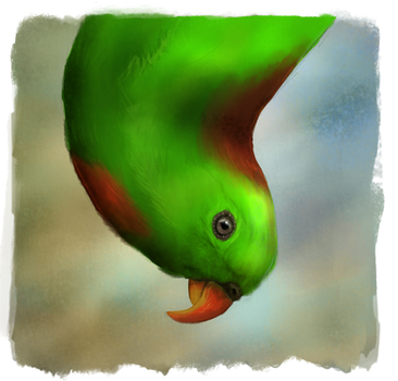 Wallace's hanging parrot by RiverRaven