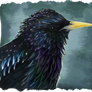 Starling