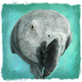 Grey parrot Gizmo