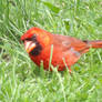 Cardinal