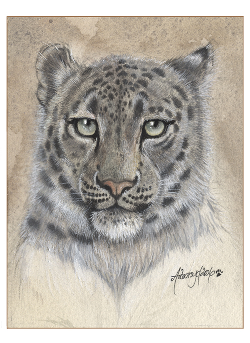 Snow Leopard Study