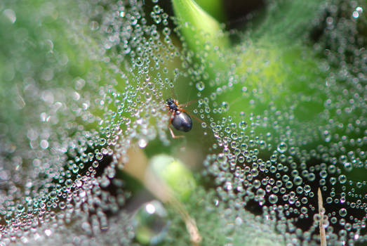 Jewels in the grass