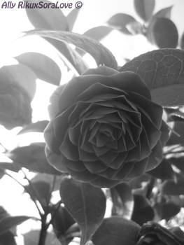 Rose and Light