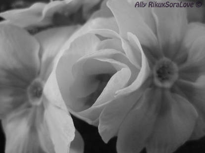 Flower black and white LOL