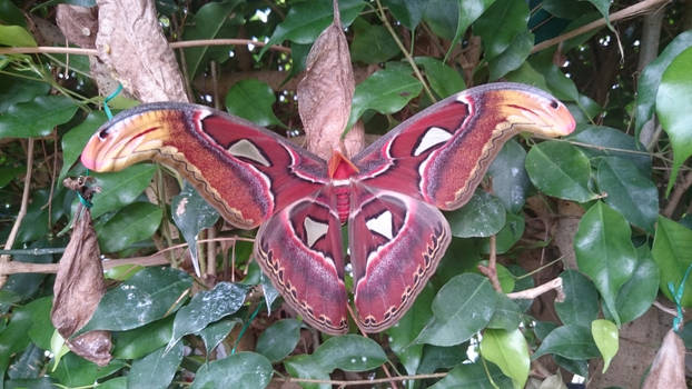 Atlas Moth (Attacus atlas)
