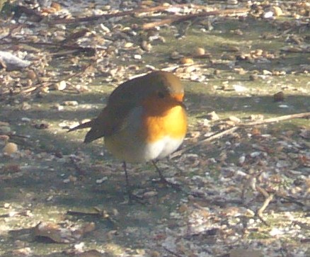 The Little Red Robin