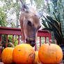 Madeline  Pumpkin fun