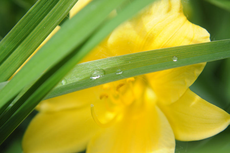 Spring Dew by dreamofanotaku on DeviantArt