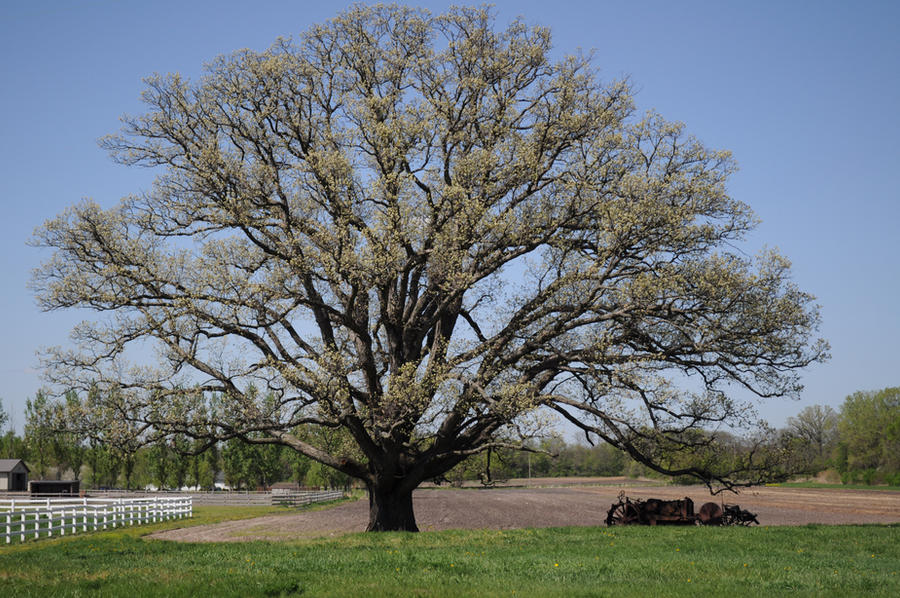 Xl Tree XL Tree by dreamofanotaku on DeviantArt