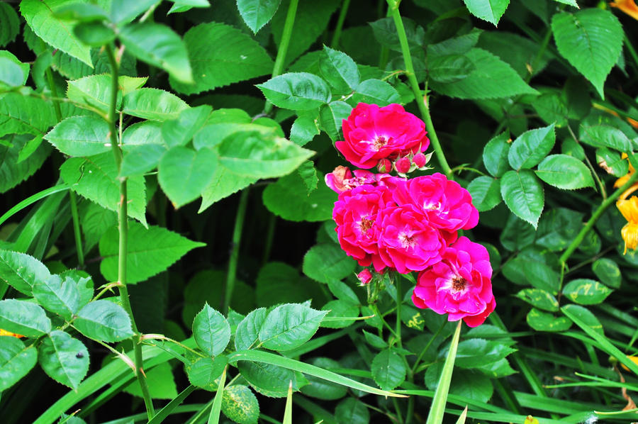 Baby Roses by dreamofanotaku on DeviantArt