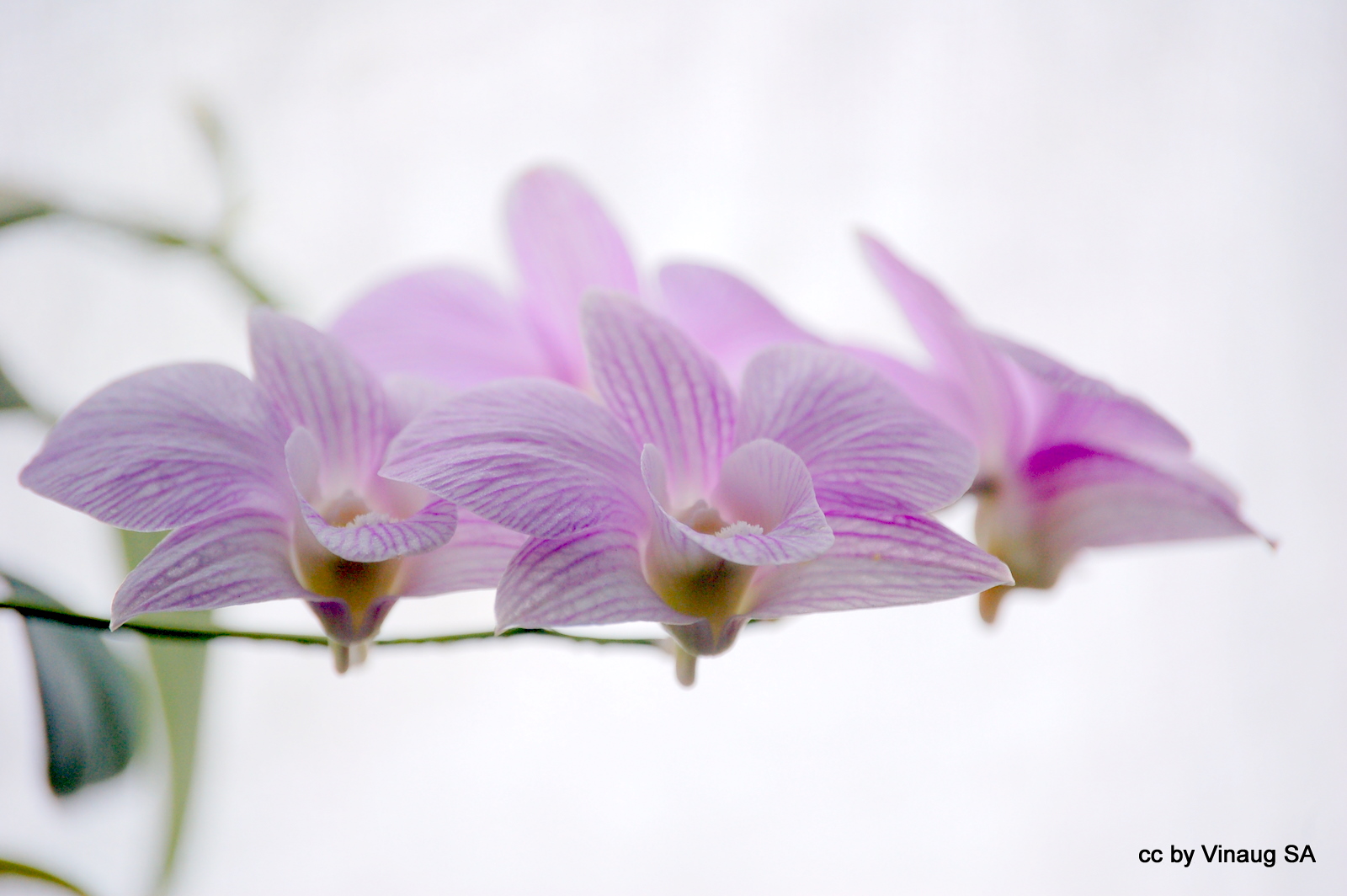 Orchids in the gardens